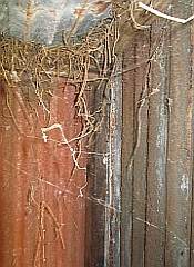 Williams House Paihia - internal pumphouse decay